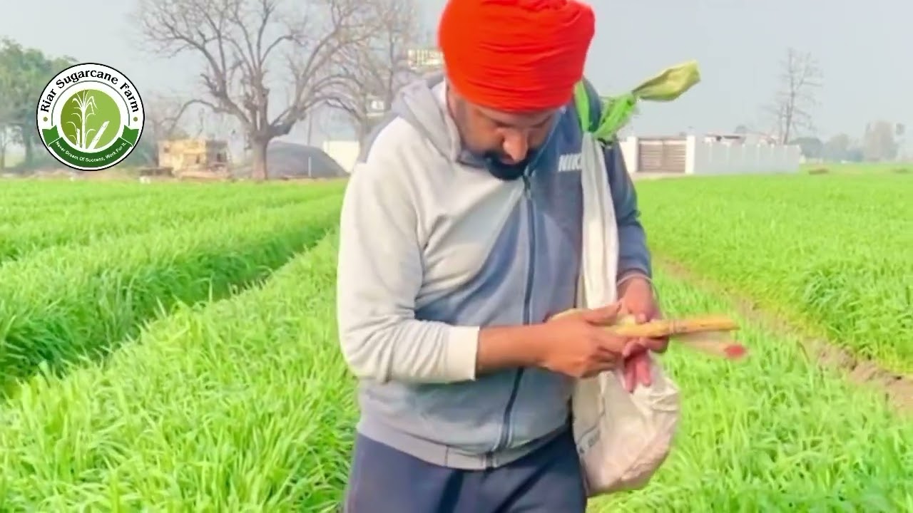 Sugarcane #riar_sugaecane_farm