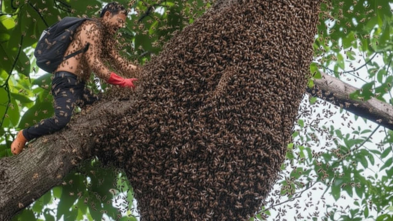 HARVESTING WILD HONEY - Dangerous tree climbing in the Vietnamese jungle | Wild honey