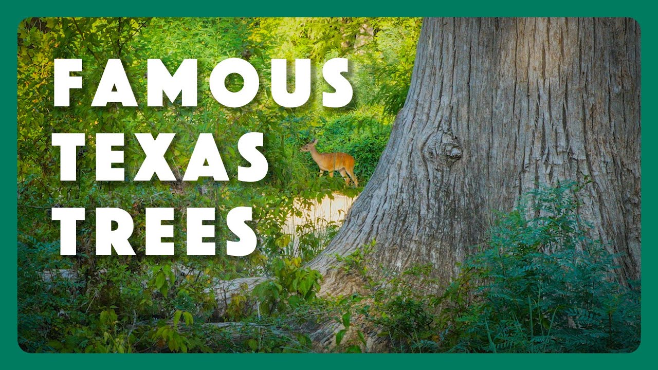 Famous Trees of Texas State Parks
