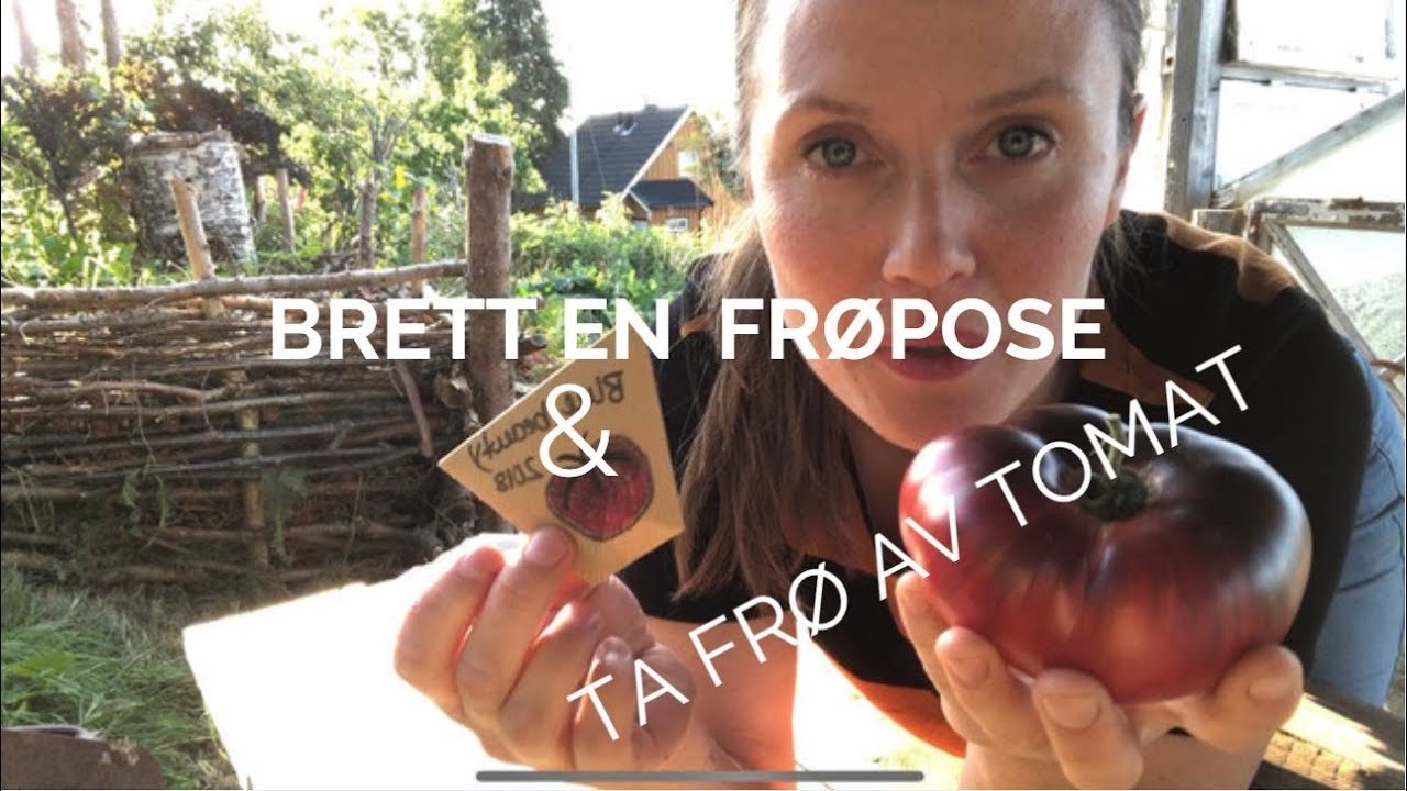 Brett en frøpose og ta frø av tomat