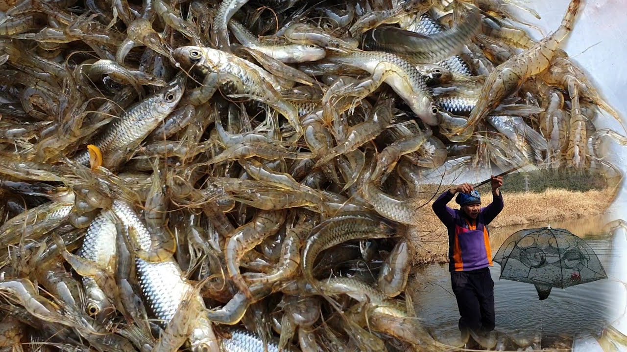 วันนี้หมานๆจัดไป1กิโลกุ้งหน้าหนาวมีแต่ตัวงามๆ