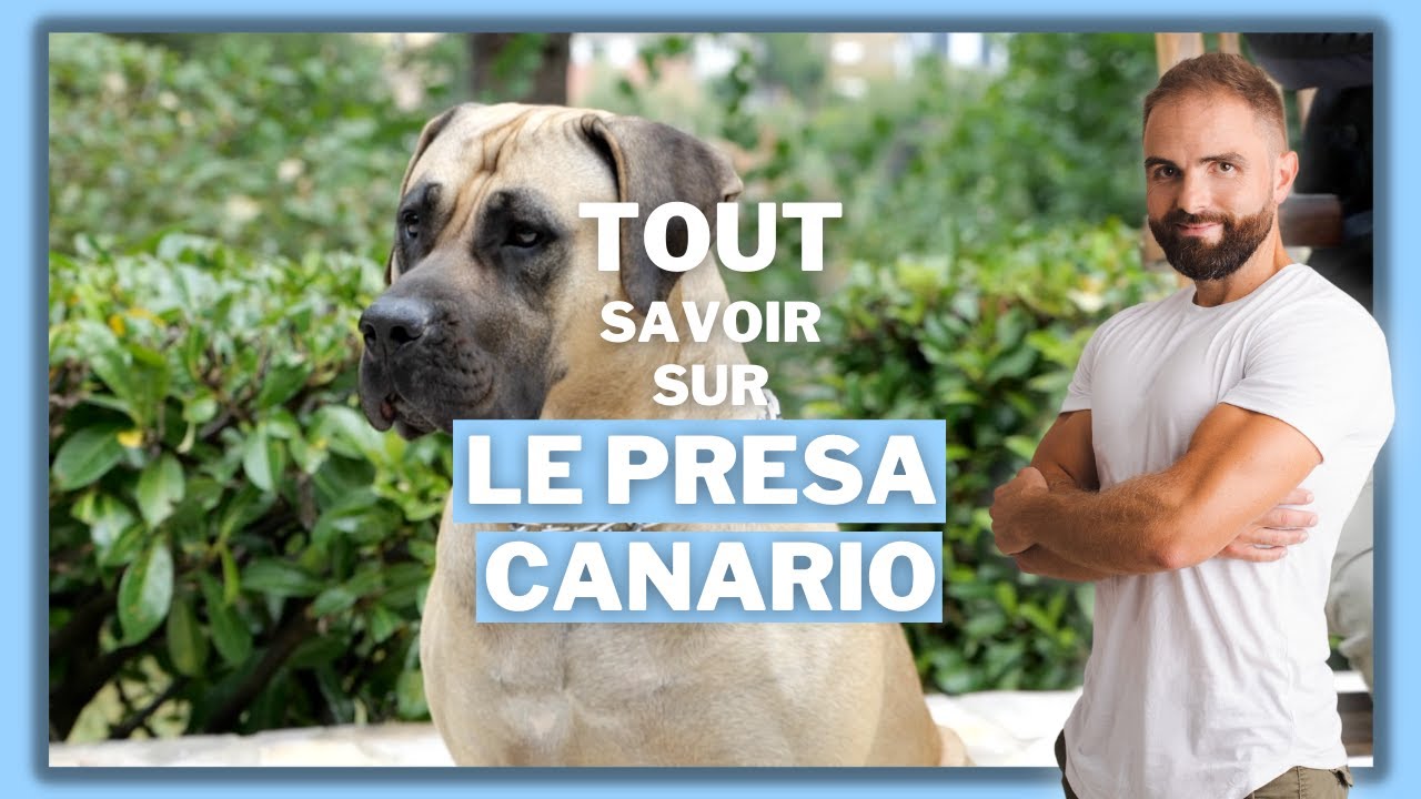 Race de chien Presa Canario (Dogo Canario) !