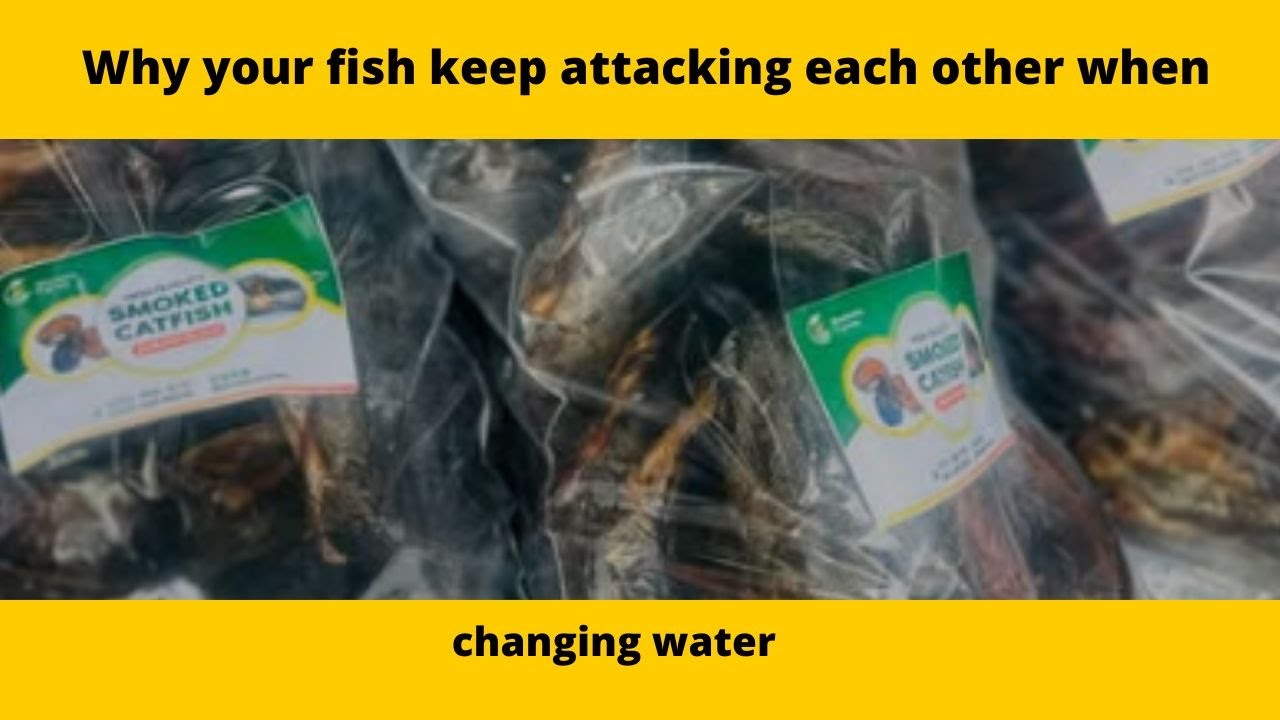 Why your fish keep attacking each other when changing water