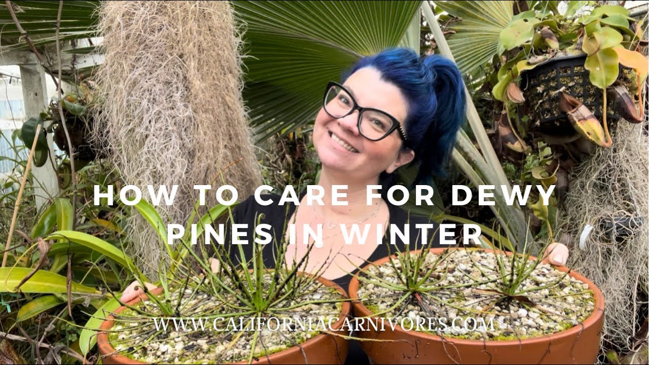 How to Care for Dewy Pines in Winter