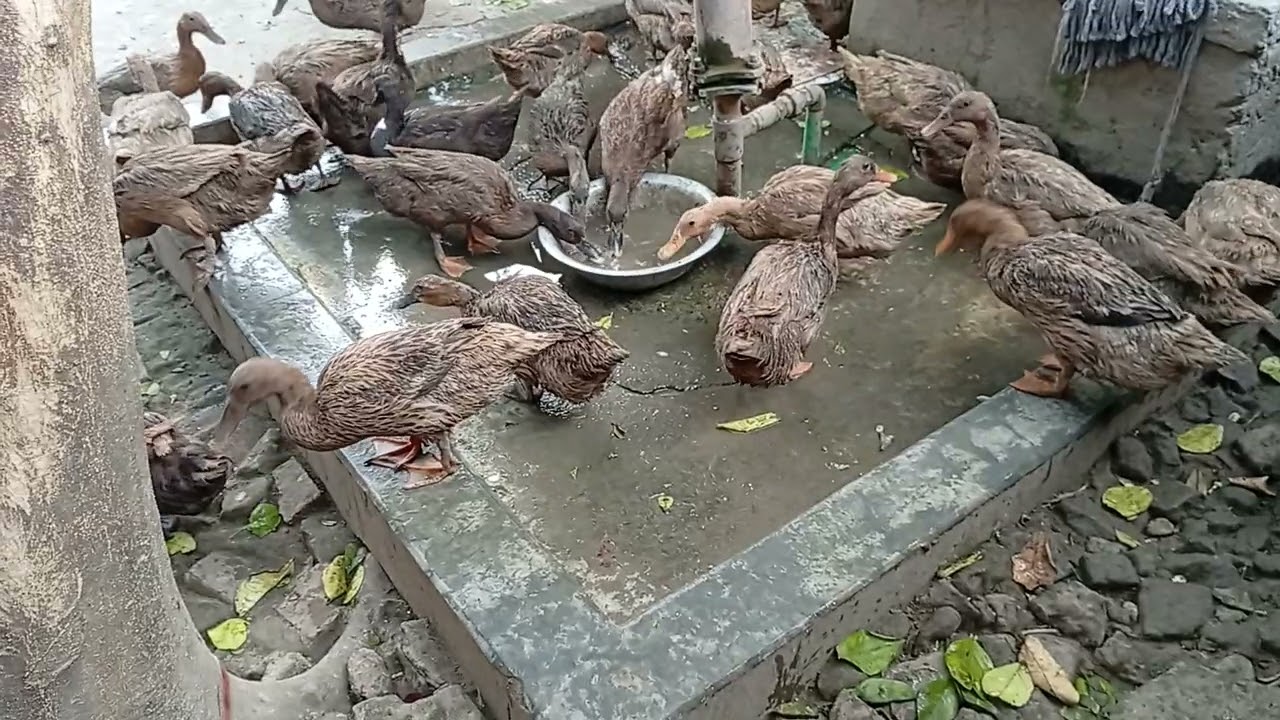 হাঁস পালনের পদ্ধতি, খাকি কেম্বেল হাঁসের খামার,হাঁসের কৃমির ওষুধ, হাসের চুনা পায়খানা, duck Farm #duck