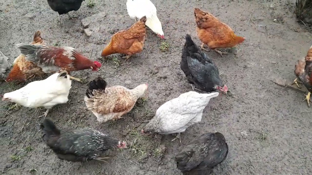 Попіл курам. Накопав жито курам