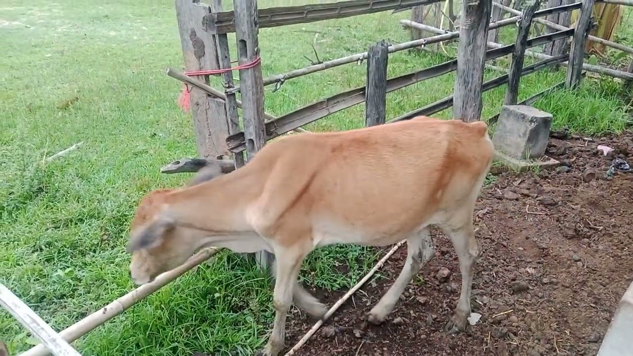 บรรยากาศตอนเช้าที่ชนบท