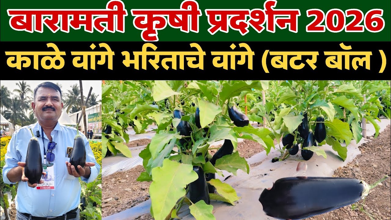 ♻️बारामती कृषी प्रदर्शन 2026|काळे वांगे |भरिताचे वांगे|(बटर बॉल)#KVK_2026 Baramati krishi pradarshan