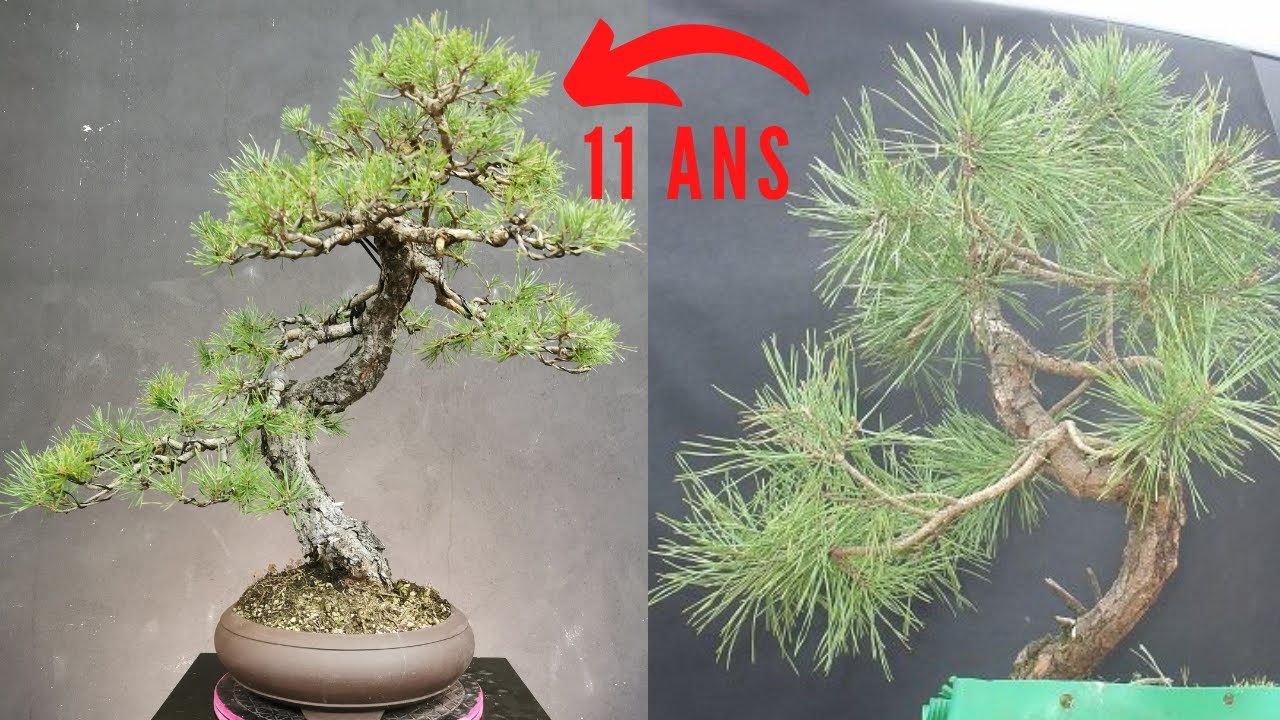 Comment faire un Bonsaï avec un Yamadori