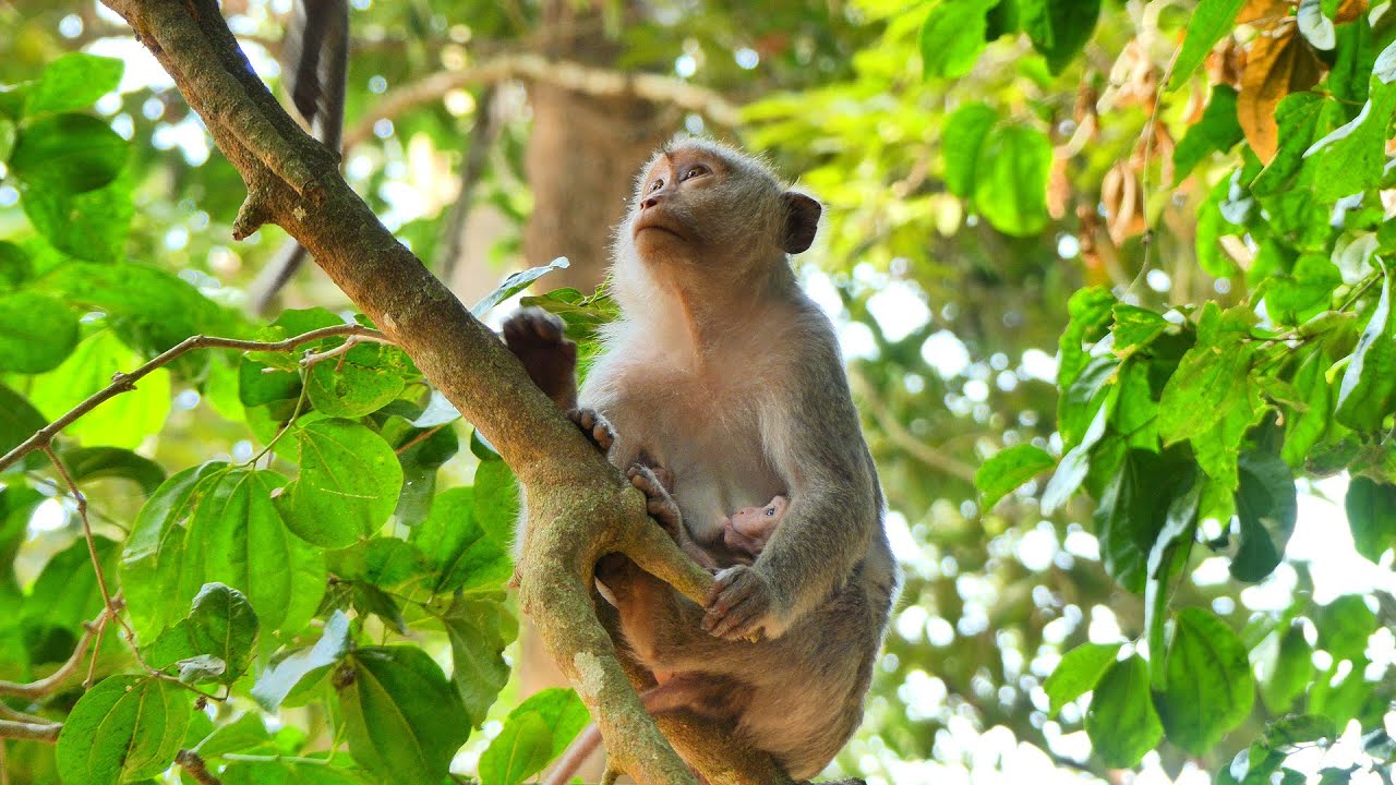 Temple monkey life | forest and Temple |
