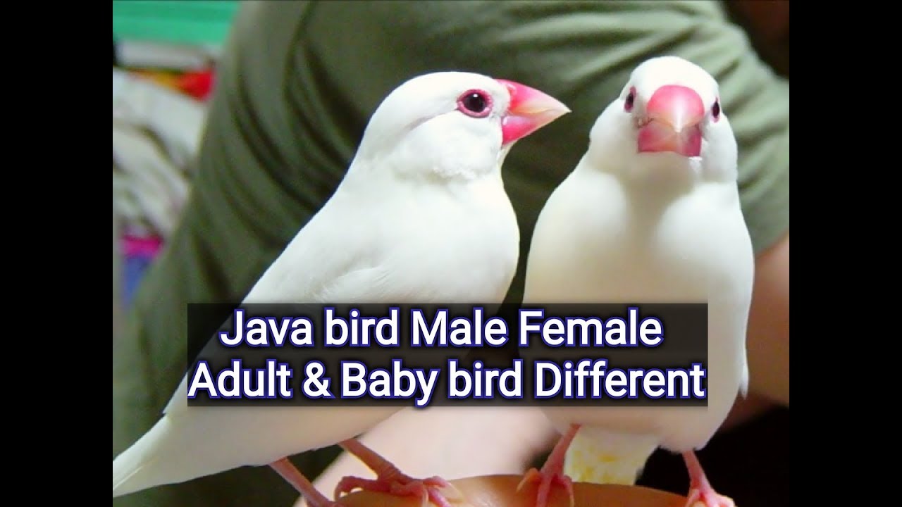 White Java bird male female , Java Sparrow age