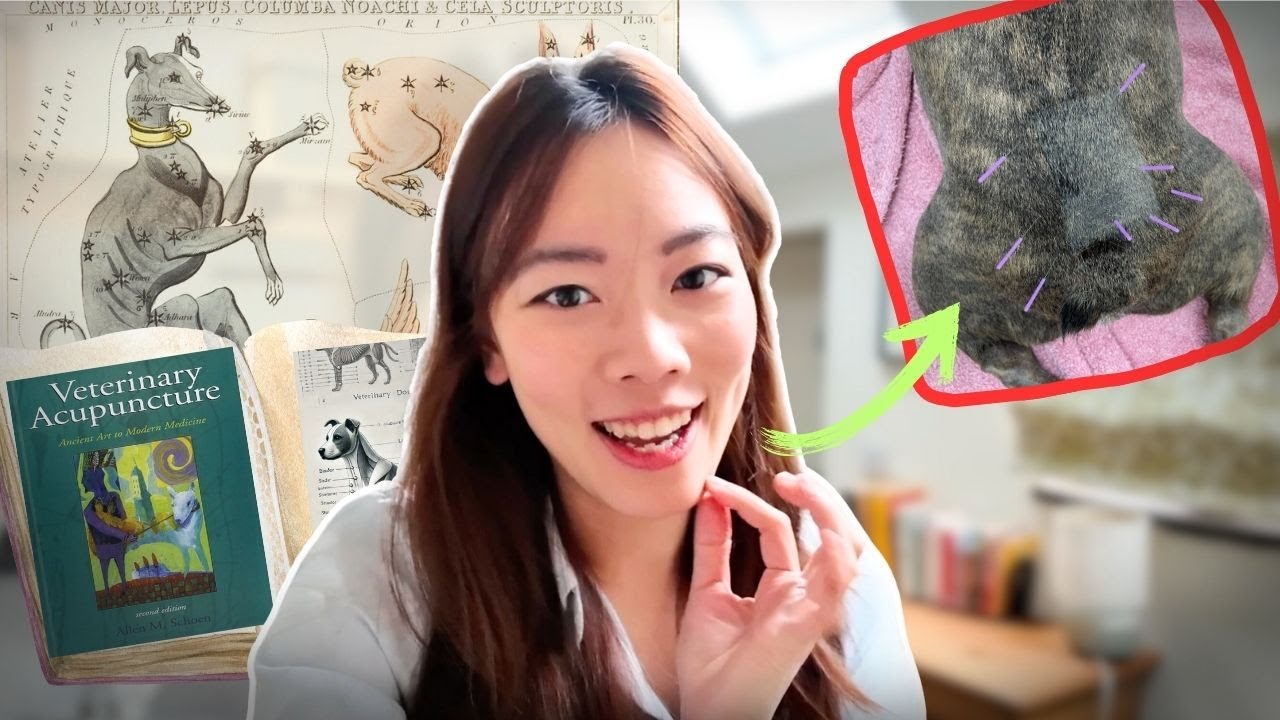 Day in the life of a vet: Veterinary Acupuncture vlog