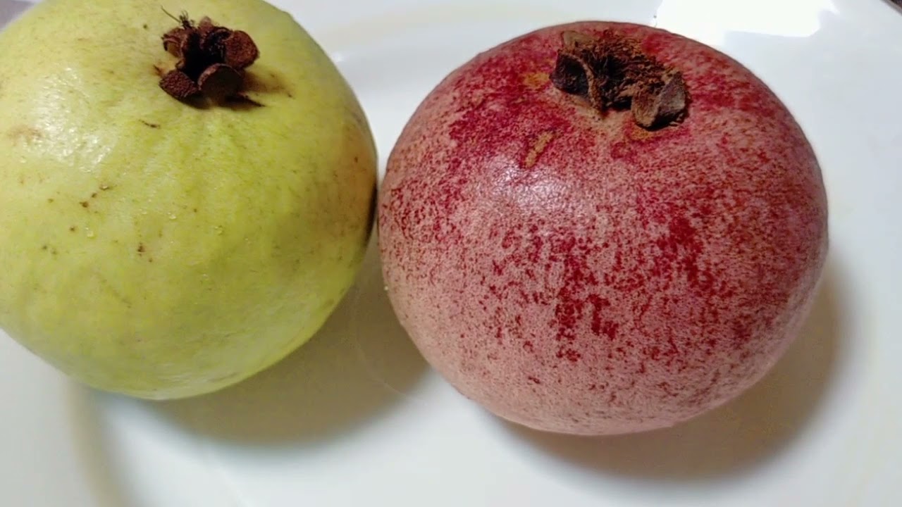 jambu merah lokal vs jambu merah Australia