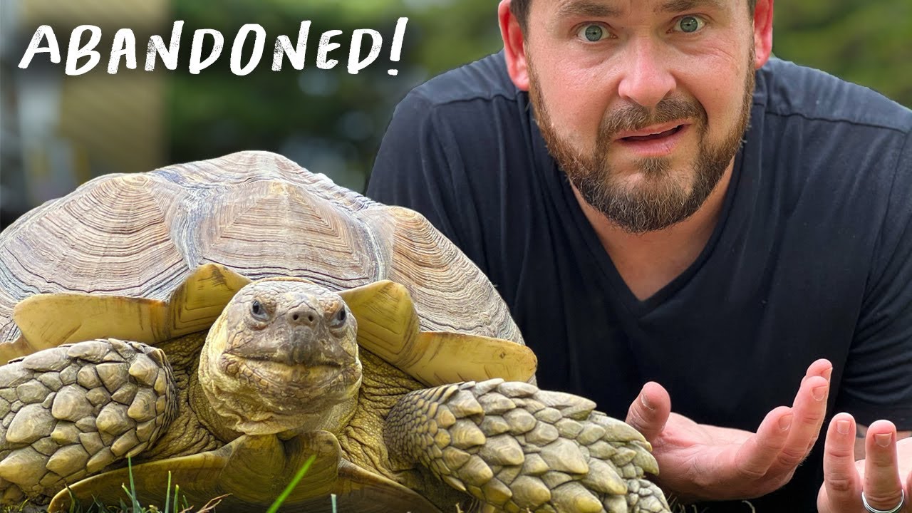 HUGE Tortoise Found in NJ!!