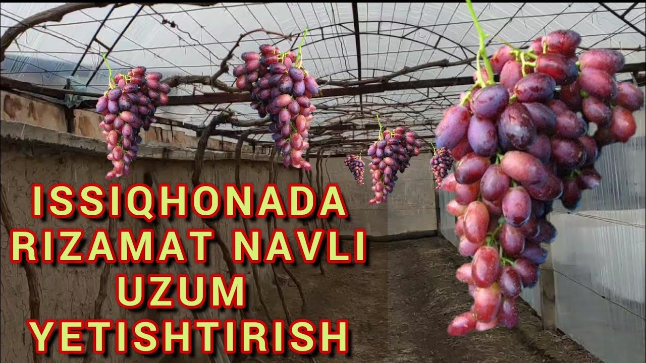 Issiqxonada UZUM yetishtirish va kerakli maslahatlar.