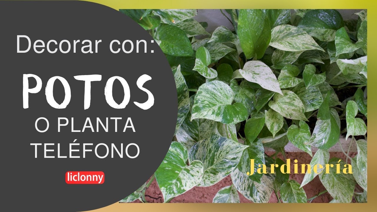Ideas para decorar y hacer lucir más la planta Potos o Teléfono. liclonny