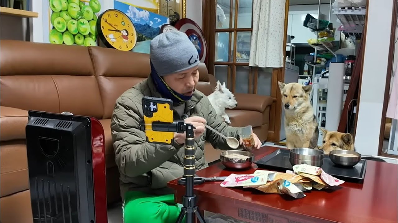 진돗개 텐 패밀리,실시간 방송! 1부 진돗개들 웰빙죽 3개씩 먹방! 2부 뼈다귀해장국에 밥먹방!