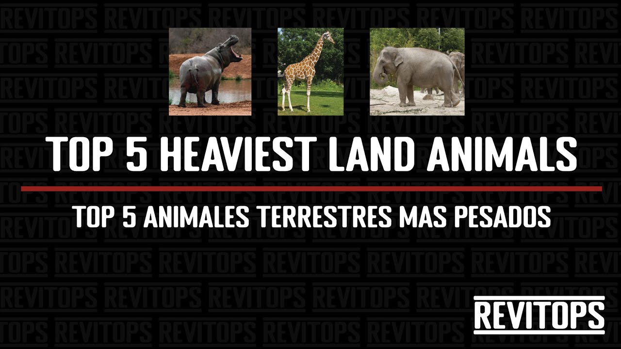 TOP 5 Heaviest land animals - TOP 5 Animales terrestres mas pesados. REVITOPS