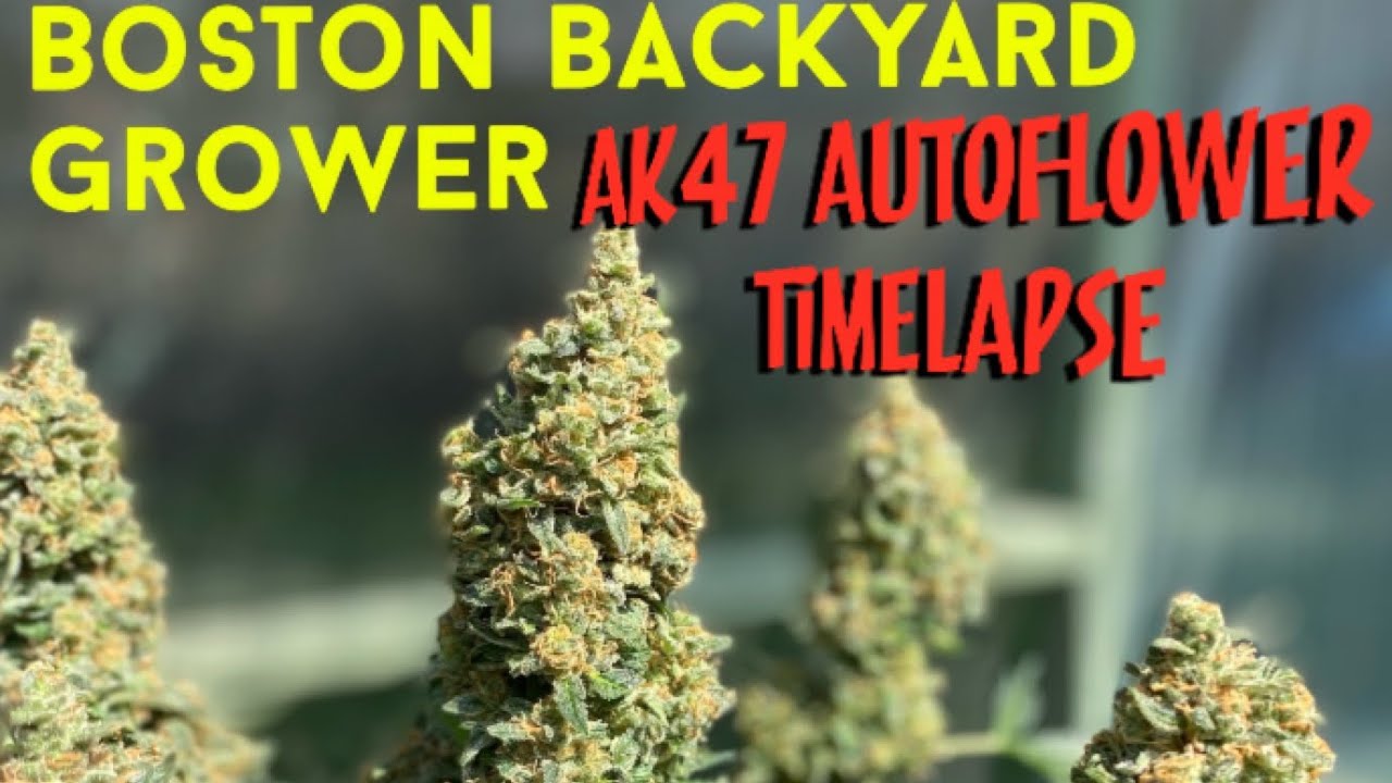 Timelapse Autoflower Cannabis Outdoor Grow Seed to Harvest - AK47 Autoflowers