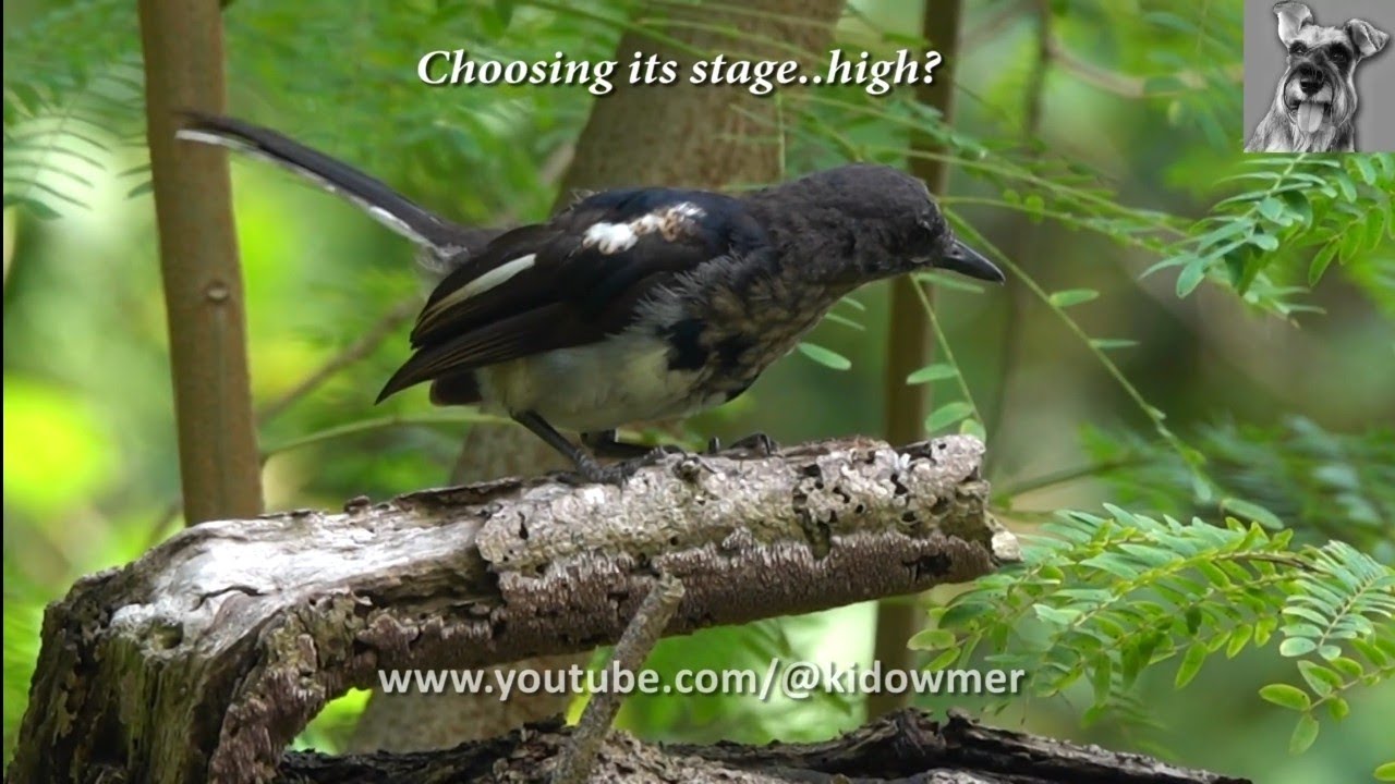 Bird Song: Juvenile ORIENTAL MAGPIE-ROBIN's Singing Attempt