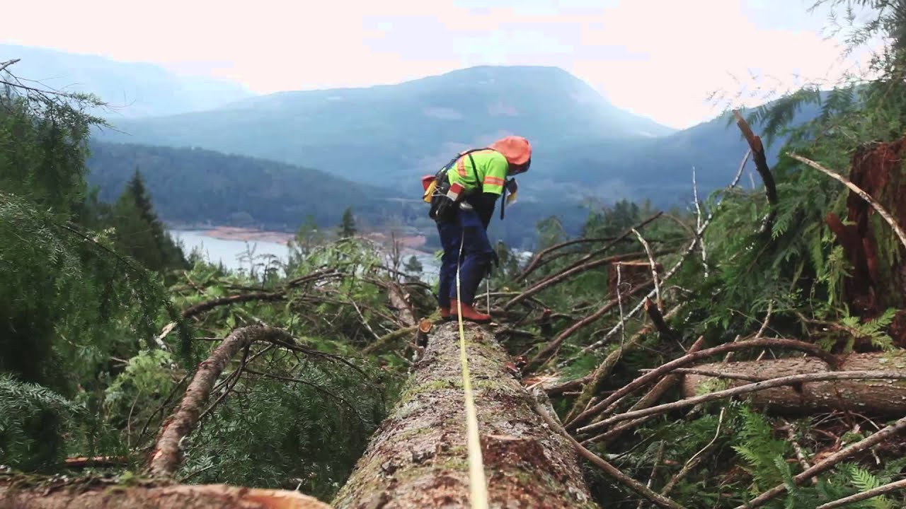 New Faller Training - BC Forest Safety Council