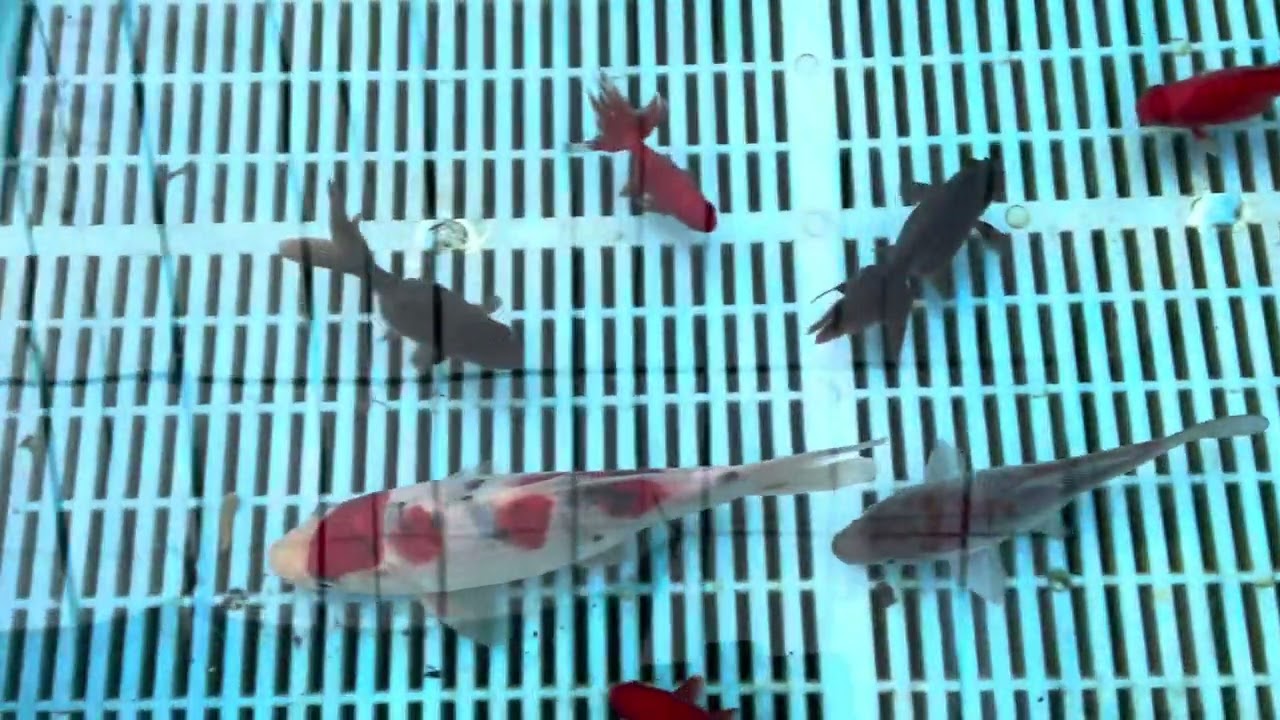 山口県下関市【金子養魚場】