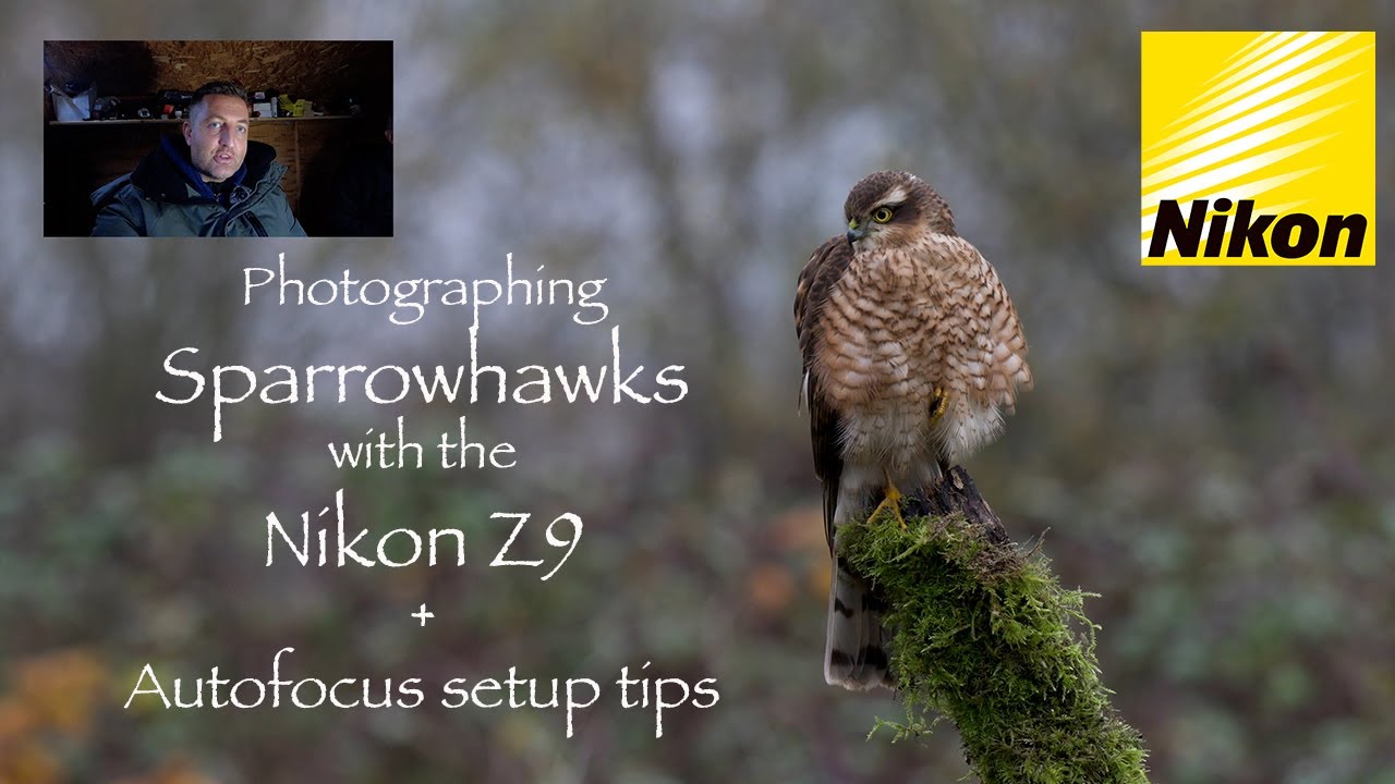 Как фотографировать ястребов-перепелятников на Nikon Z9 + Настройка автофокуса для съемки дикой п...