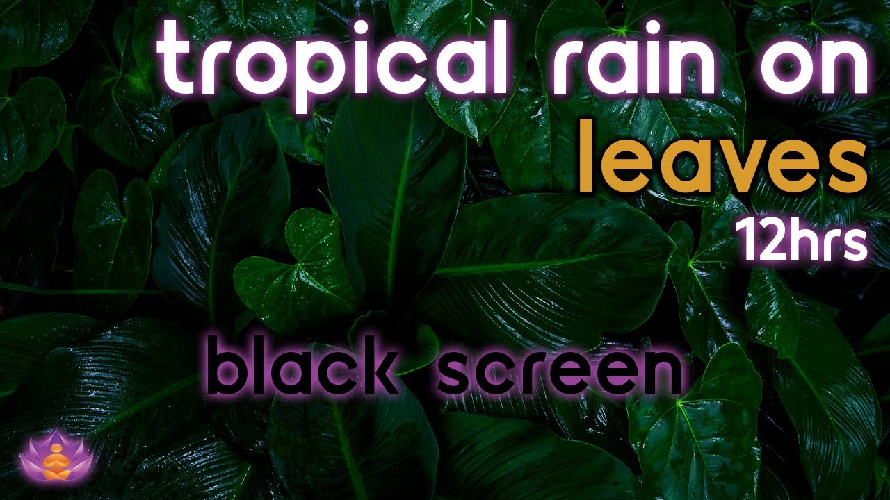 [Black Screen] Tropical Rain Ambience | Rain on Leaves No Thunder | Rain Sounds for Sleeping