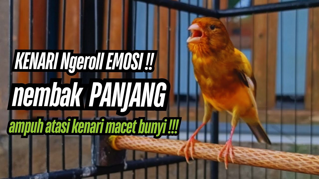 Masteran Kenari Cuit CUIT GACOR PANJANG !! Masteran Kenari PAUD dan Pancingan Kenari MACET BUNYI