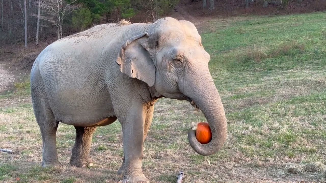 The Elephant Sanctuary | Elephants Eat Thanksgiving Pumpkins