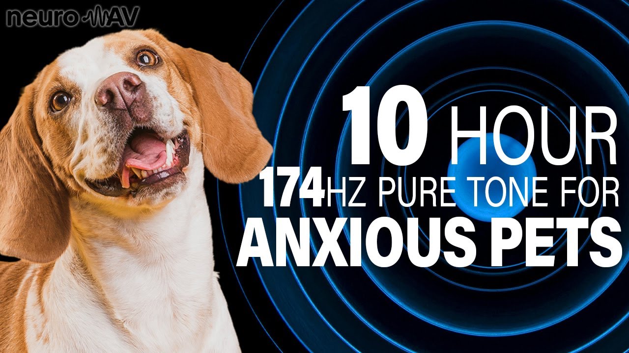 🔊 174 Hz Pure Tone for Anxious Pets 🐾 | 10 Hours | Black Screen for Sleep & Calming