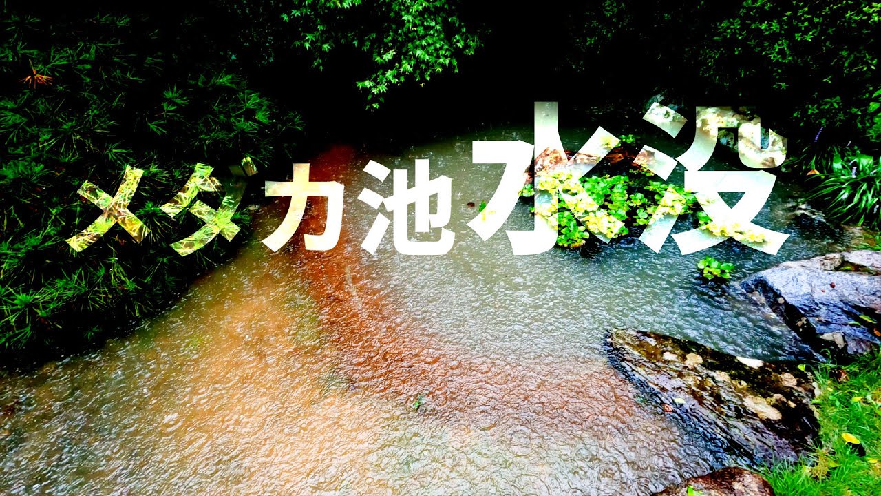 【メダカ池】メダカ救出大作戦