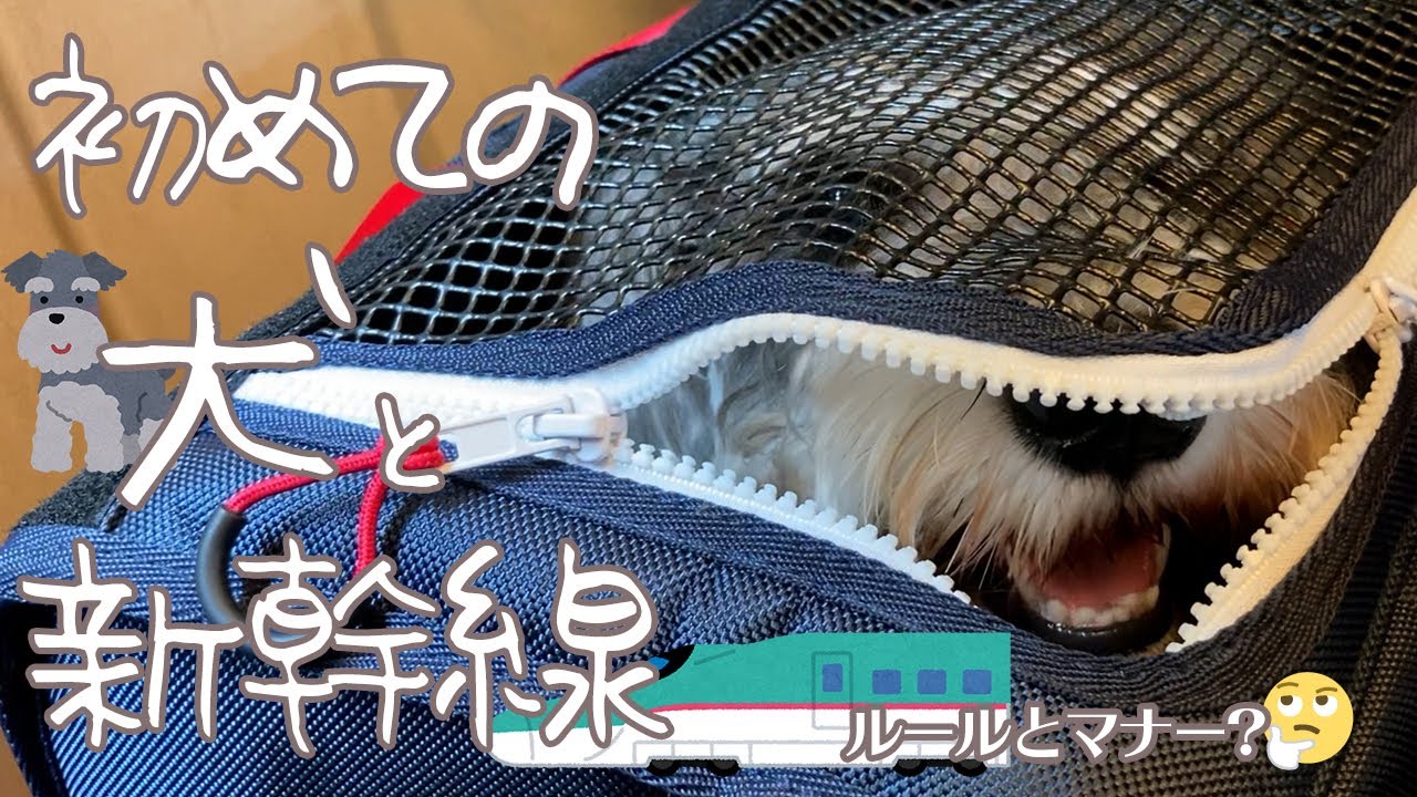 【東京→函館】犬連れで北海道新幹線はやぶさに乗ってみた【真夏帰省】
