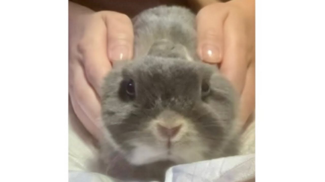 【ノーカット】日課のマッサージにうっとりするうさぎ🐰ネザーランドドワーフ