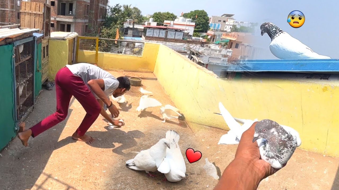 एक साथ और 2 नए कबूतर पकड़े 😍 !! Finally Kaldume Kabootar 🕊️ Ka Joda Laga Diye !!
