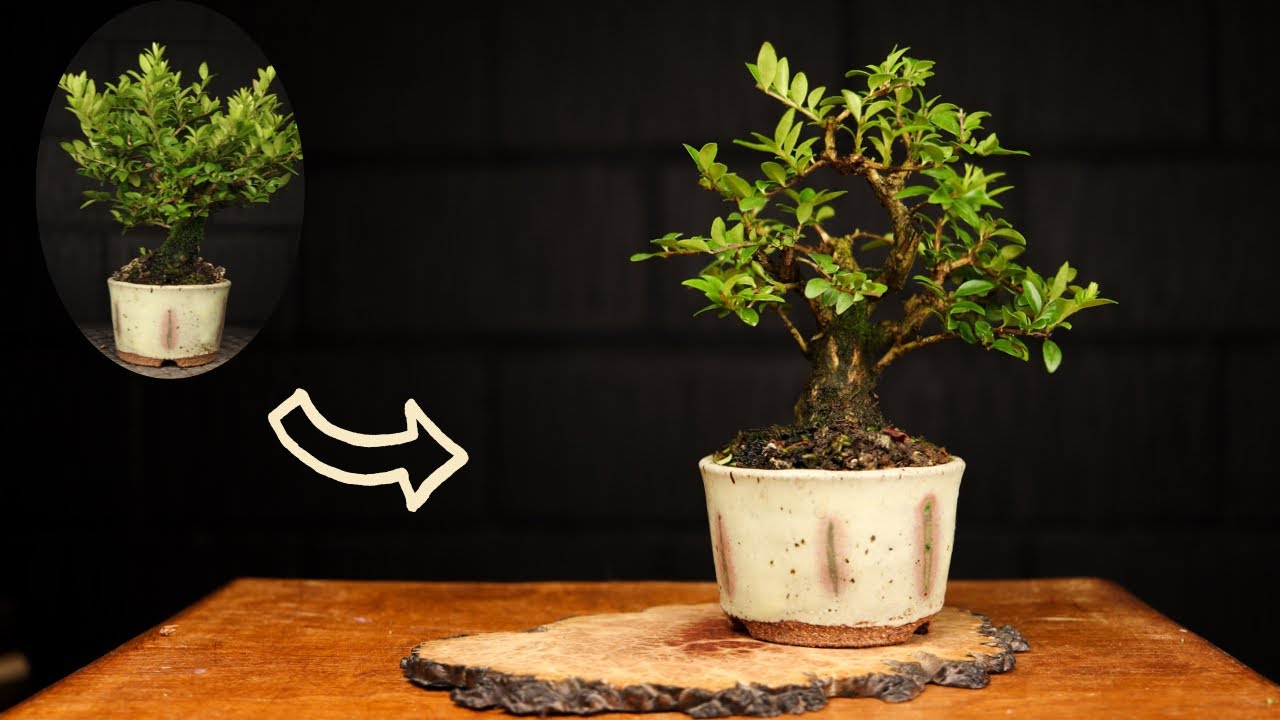 10cm Bonsai Pruning - Tiny Tree Tuesday