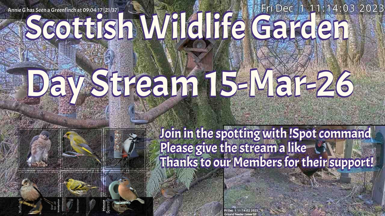 LIVE 🔴 Bird Feeders, Wildlife Cameras Scotland UK from Scottish Wildlife Garden