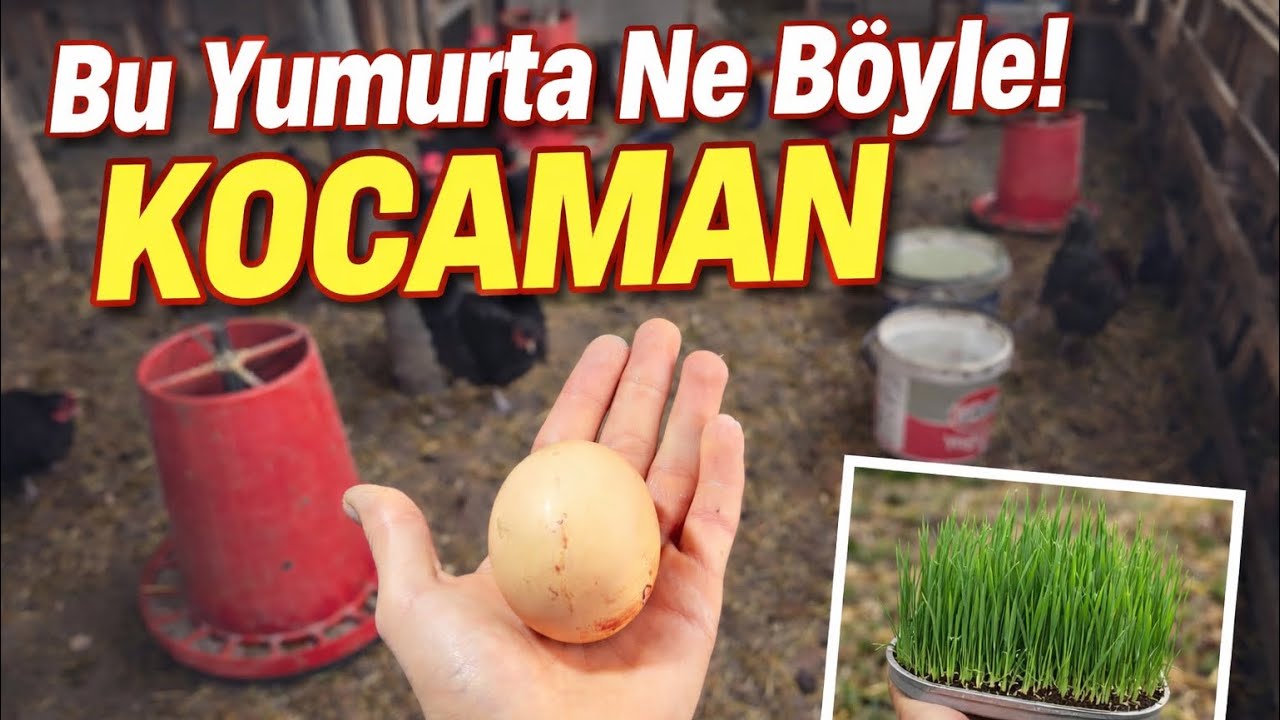 HASIL YAPMA GİRİŞİMİMİZ BAŞLAMADAN BİTTİ..ÇİFT SARILI Bİ YUMURTA#yumurtatoplama #keşfet #tavuk 
