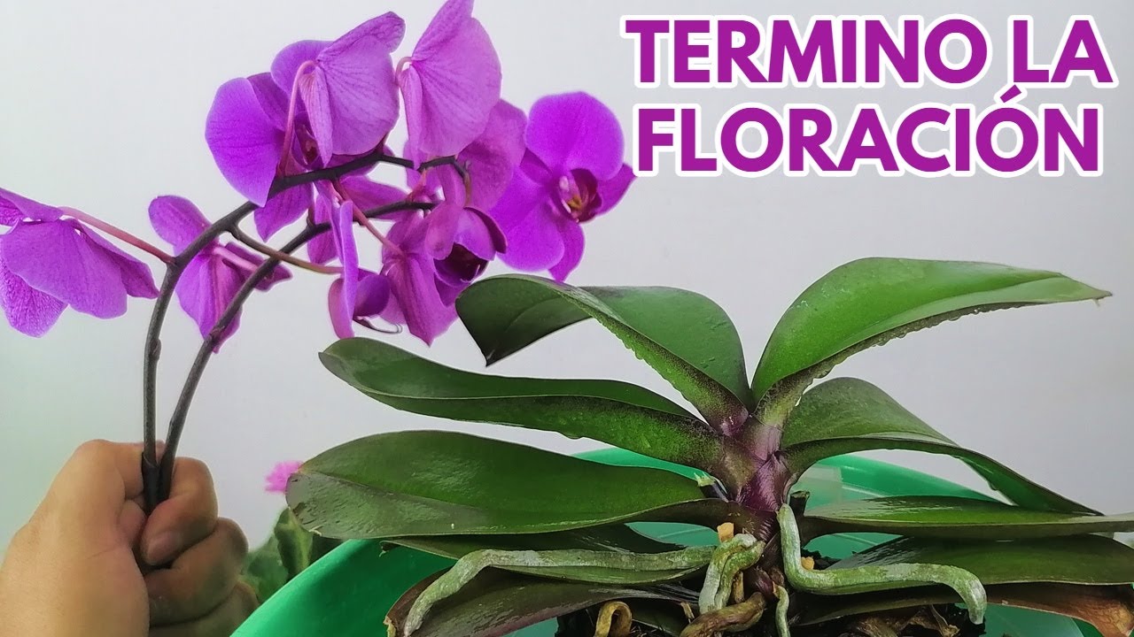 orquídeas que hacer después de florecer chuyito jardinero