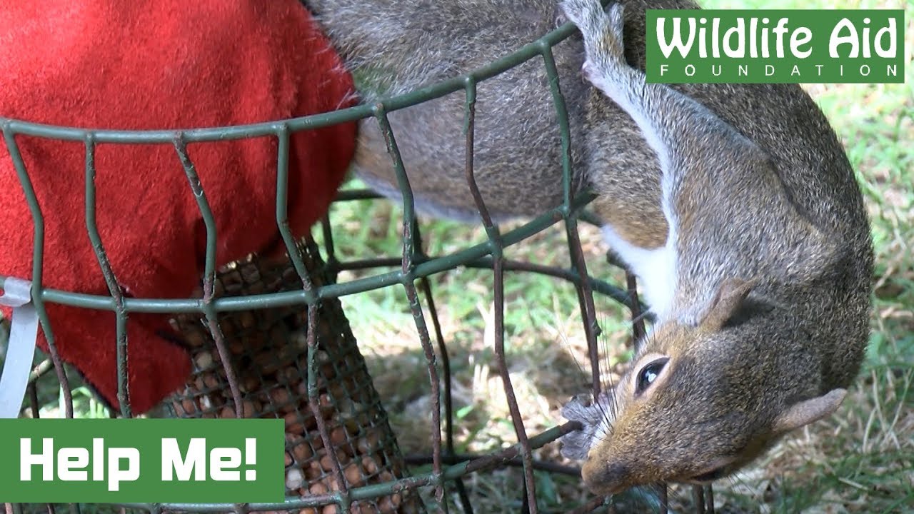 Trapped Squirrel Gets Rather Feisty