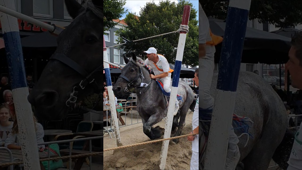 🐴 Ringrijden Vlissingen 🇳🇱  Netherlands @TravelwithHugoF 