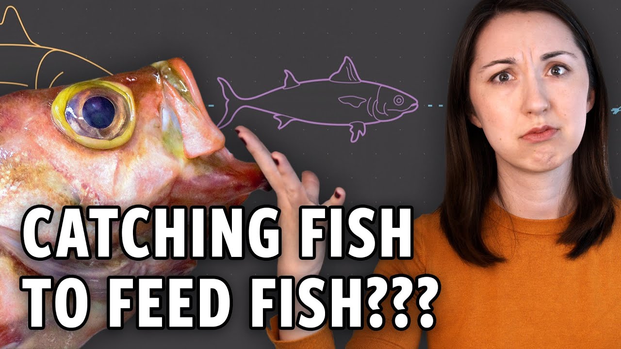 Is the Answer to Overfishing… Algae?