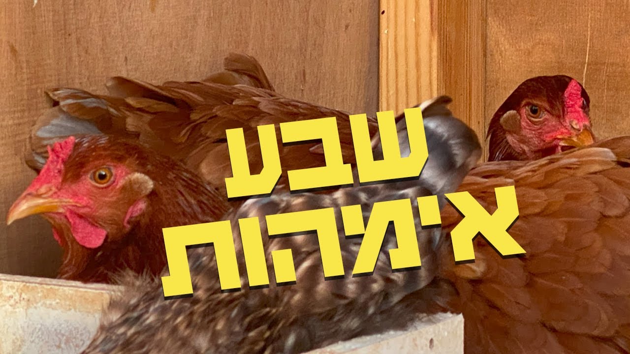 פסח מגיע ואיתו ביצים קטנות וגדולות שעומדות לבקוע חלקן במדגרה וחלקן במשק