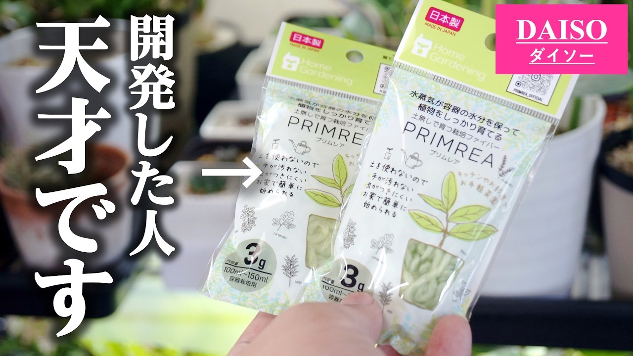 100均で発見！話題の”プリムレア”を観葉植物に使ってみると…【ベゴニア】