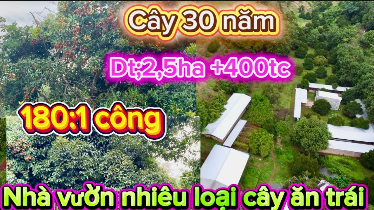 Vườn cây ăn trái nguồn thu nhập ổn định 250tr  1 năm