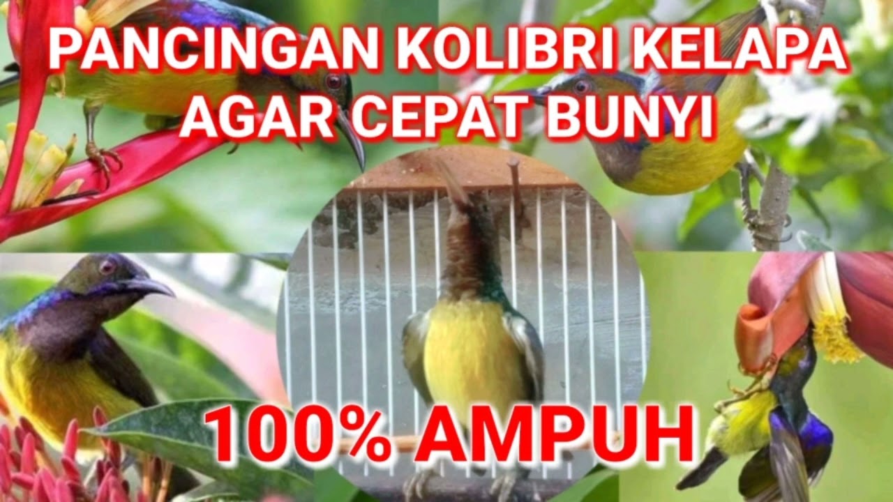 suara pancingan kolibri Kelapa agar bunyi || ampuh memancing kolibri bahan cepat gacor