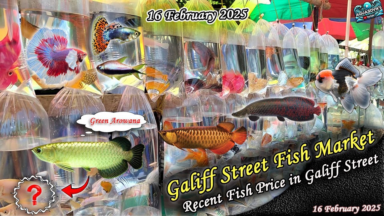 Kolkata Galiff Street Fish Market Recent Video | Recent Fish Price In Galiff Street | 16.02.2025