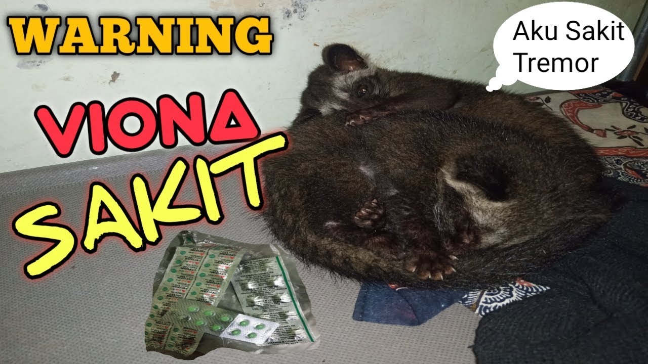 Musang part 2, VIONA SAKIT, TREMOR!!!