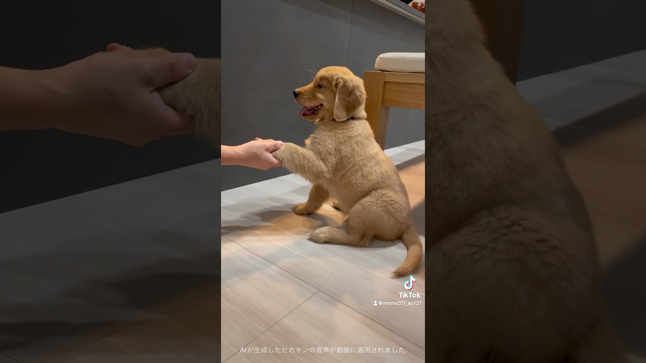 おすわりとお手を覚えたゴルパピ #ゴールデンレトリバー #goldenretriever #ゴルパピ #puppy #天才