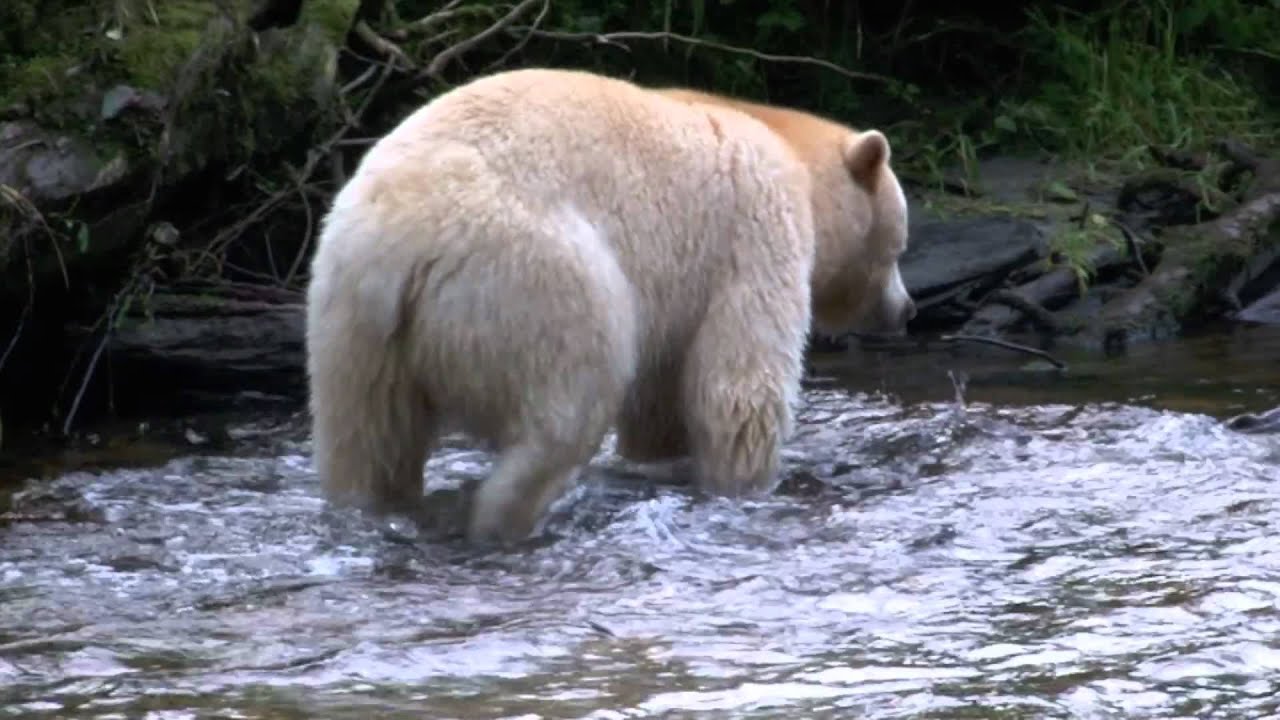 Legendary Spirit Bears